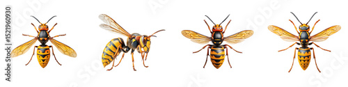 Detailed close up image showcasing the intricate features and diversity of different striped insect species such as wasps and bees in their natural habitat