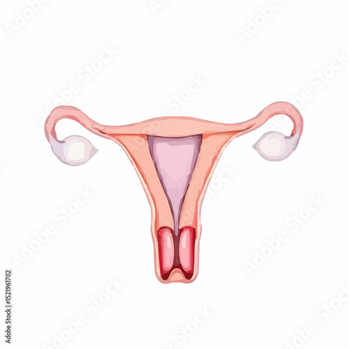 digitally created artistic image of a uterus 15
