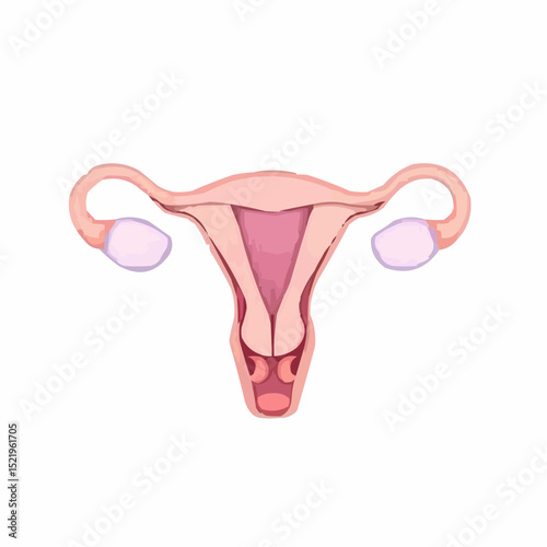 digitally created artistic image of a uterus 14