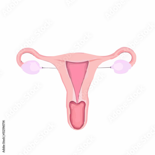 digitally created artistic image of a uterus 13