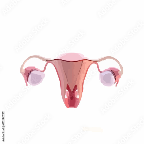 digitally created artistic image of a uterus 10