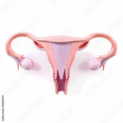 digitally created artistic image of a uterus 8
