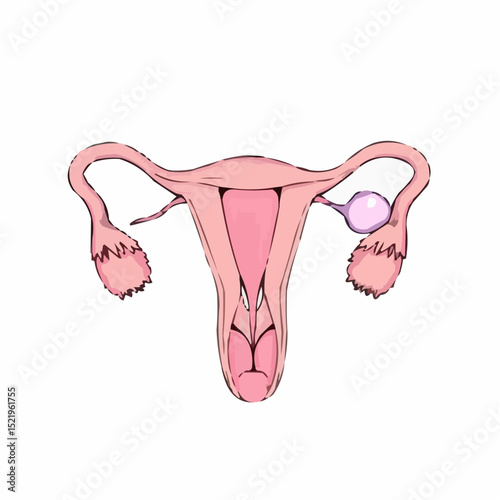 digitally created artistic image of a uterus 4