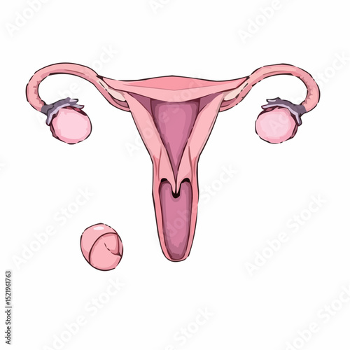 digitally created artistic image of a uterus 2