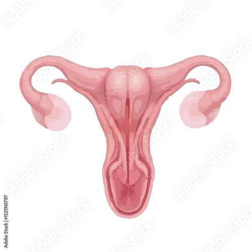 
alternative digital image of the uterus 97