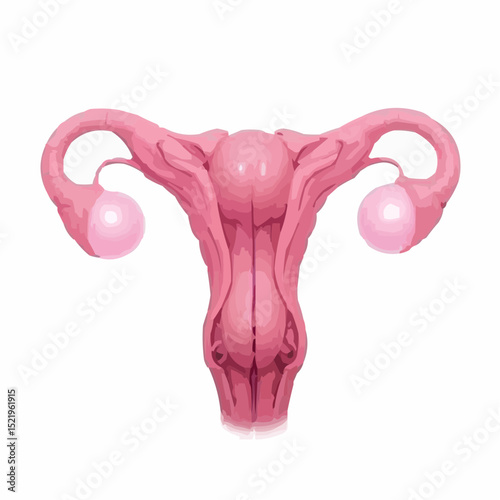 
alternative digital image of the uterus 72