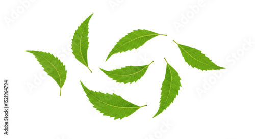 Seven neem leaves rotating isolated on transparent background