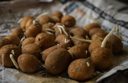 Potato sprouts, preparation for farming, seed potatoes, close up
