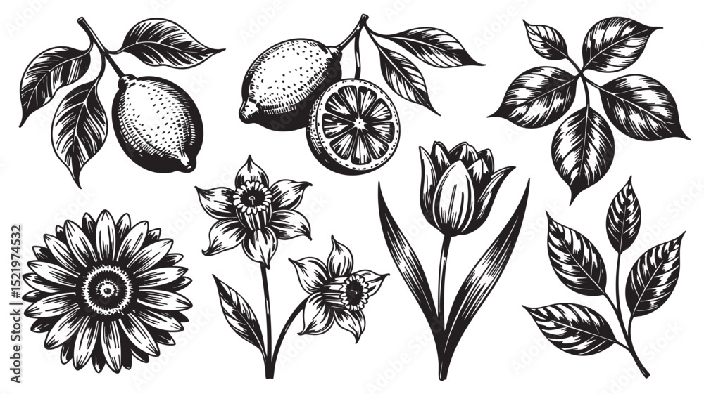 Obraz premium Elegant Botanical Illustrations: Black & White Floral Designs for Print & Web