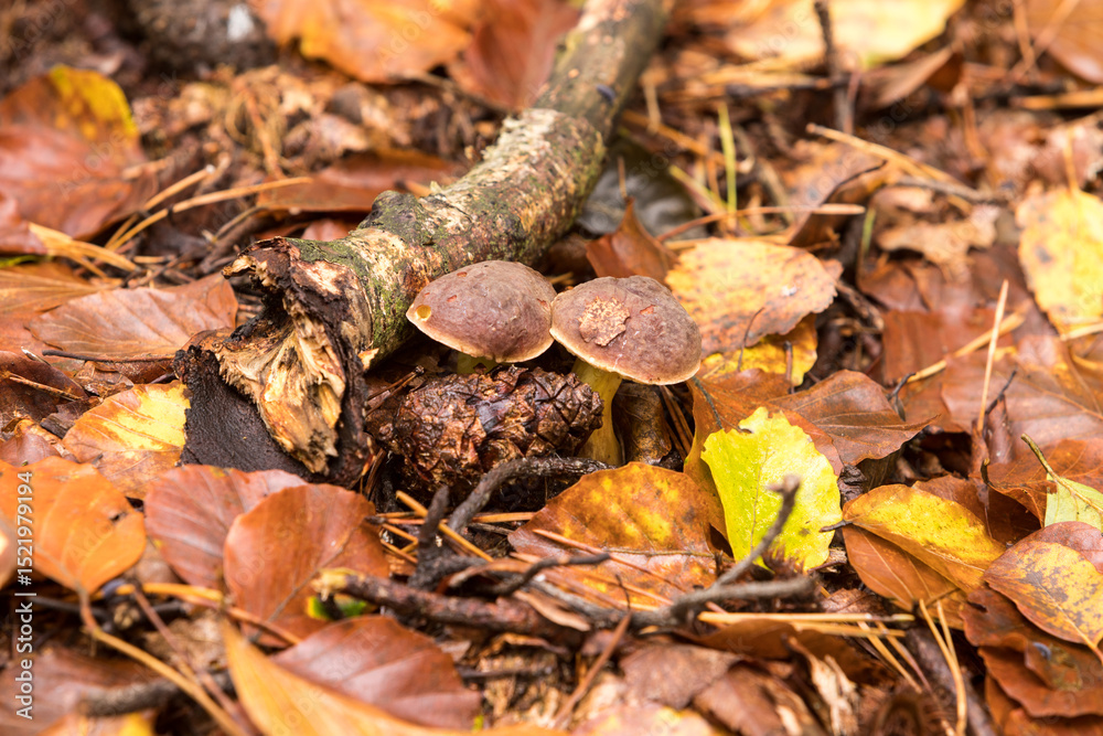 grzyby, Suchogrzybek oprószony, borowik oprószony, Xerocomellus pruinatus grzyby, Suchogrzybek oprószony, borowik oprószony, Xerocomellus pruinatus