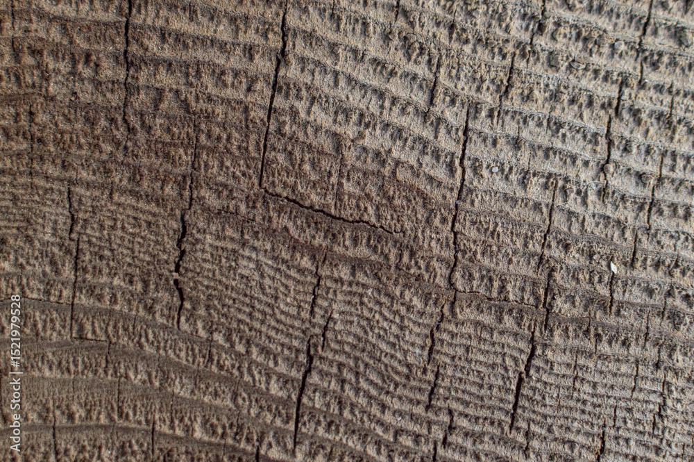Fototapeta premium Close-Up of Natural Wood Grain. Detailed Wooden Texture Background. Warm Wooden Plank Macro. Close Detail of Hardwood Surface