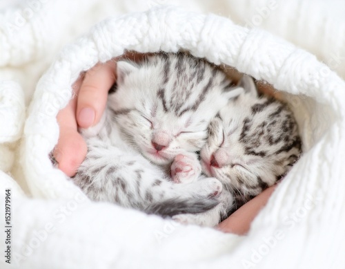 毛糸と女性の手に包まれて眠る子猫
