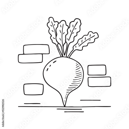A turnip placed near handwritten vegetable labels