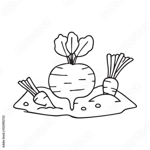 A turnip close to other root vegetables in the soil