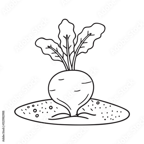 A turnip halfway unearthed from the garden soil
