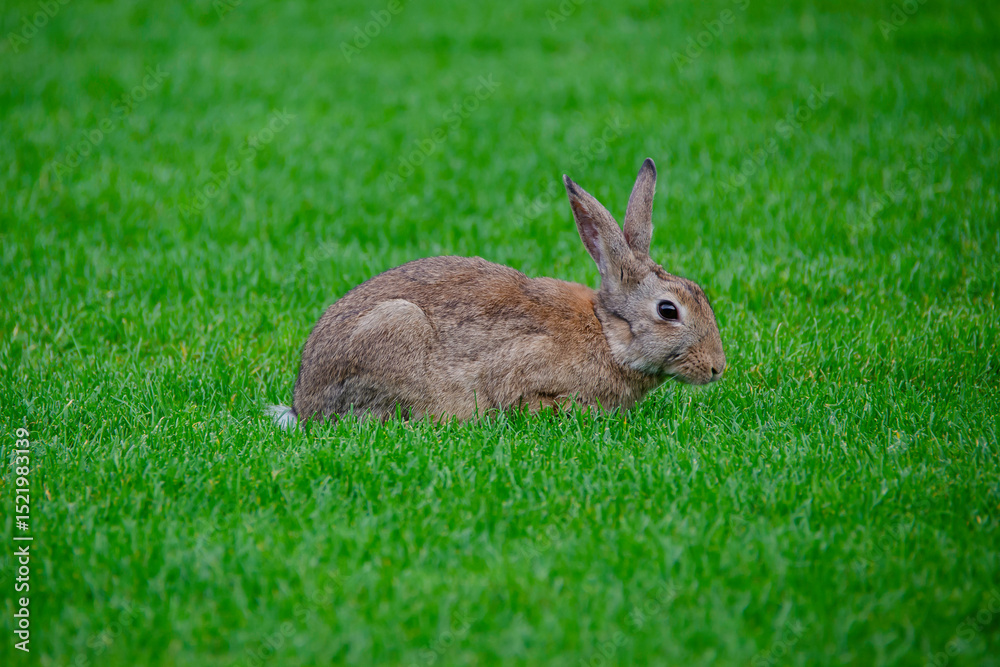 Fototapeta premium Lonely rabbit in a beautiful green field