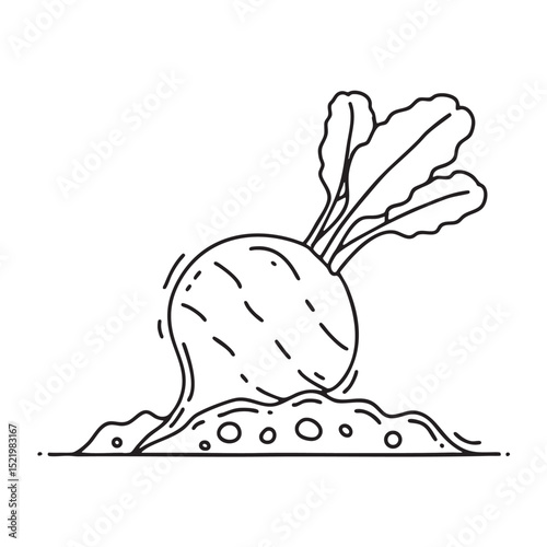 A turnip sticking out of the garden soil