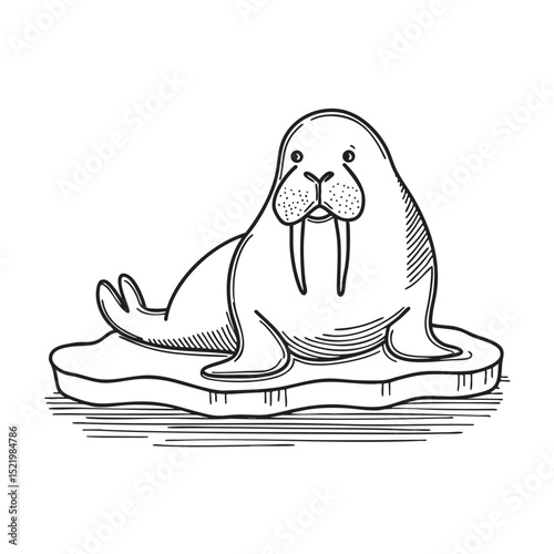 A walrus with curled tusks resting on an icy shore