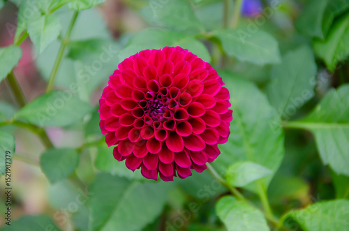 The pompom dahlia enchants with its compact, rounded petals, forming a perfect sphere. Its vibrant colors beautify gardens and flower arrangements