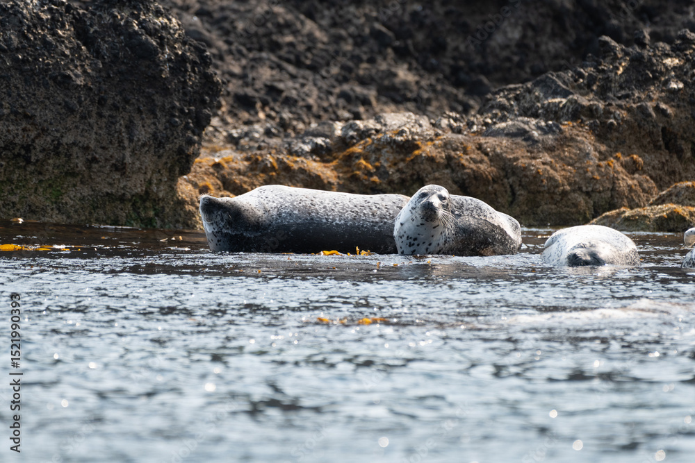 Obraz premium Spotted Seal resting on rock
