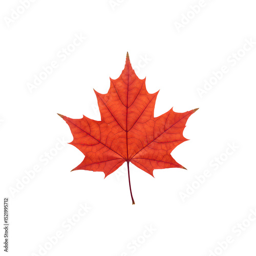 Bright orange maple leaf symbolizing autumn