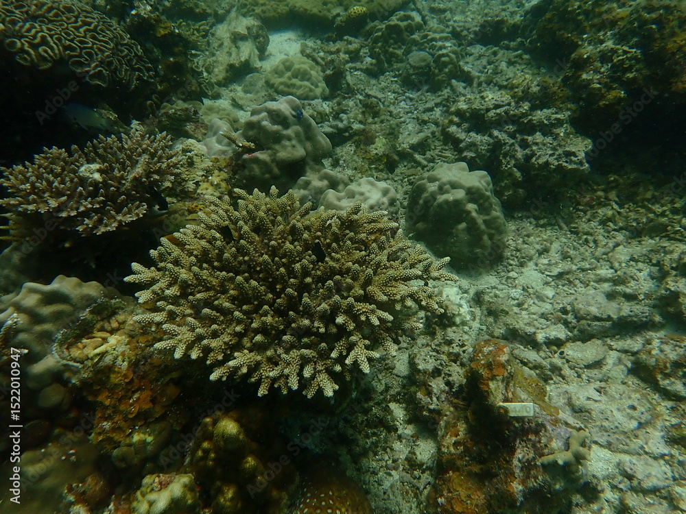 Obraz premium Coral found at coral reef area at beautiful Island in Malaysia