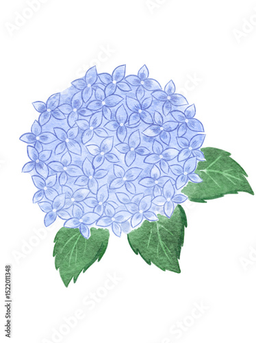 Hydrangea watercolor illustration