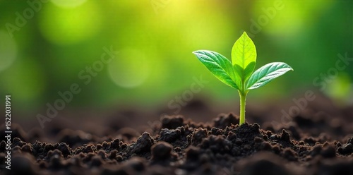 Close-up of a vibrant, healthy plant thriving in rich soil, symbolizing natural healing and restorative power , life, earth, ground photo