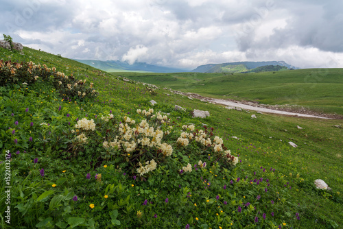 Fototapeta Naklejka Na Ścianę i Meble -  Blooming rhododendron (Lat. Rhododendron) on the alpine meadows of the Lago-Naki plateau in the mountains of the Western Caucasus on a sunny summer day, Caucasian Reserve, Republic of Adygea, Russia