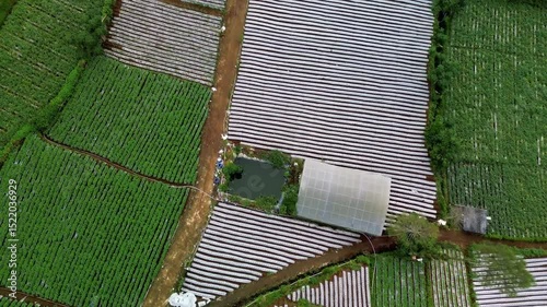 Aerial footage shows a patchwork of agricultural land. Green plants and rows covered in white plastic mulch create a striped pattern. A greenhouse and small pond are also visible.