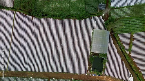 Aerial footage shows a top-down view of agricultural land. Features include rows of plastic mulch, a greenhouse, and a small pond. The camera slowly pans across the landscape.