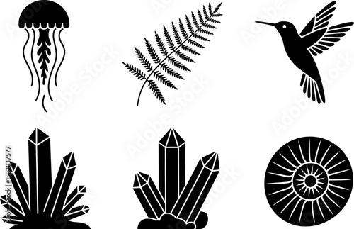 Vector graphics of jellyfish fern hummingbird crystals and ammonite design elements black and white clip art editable stock vector illustration