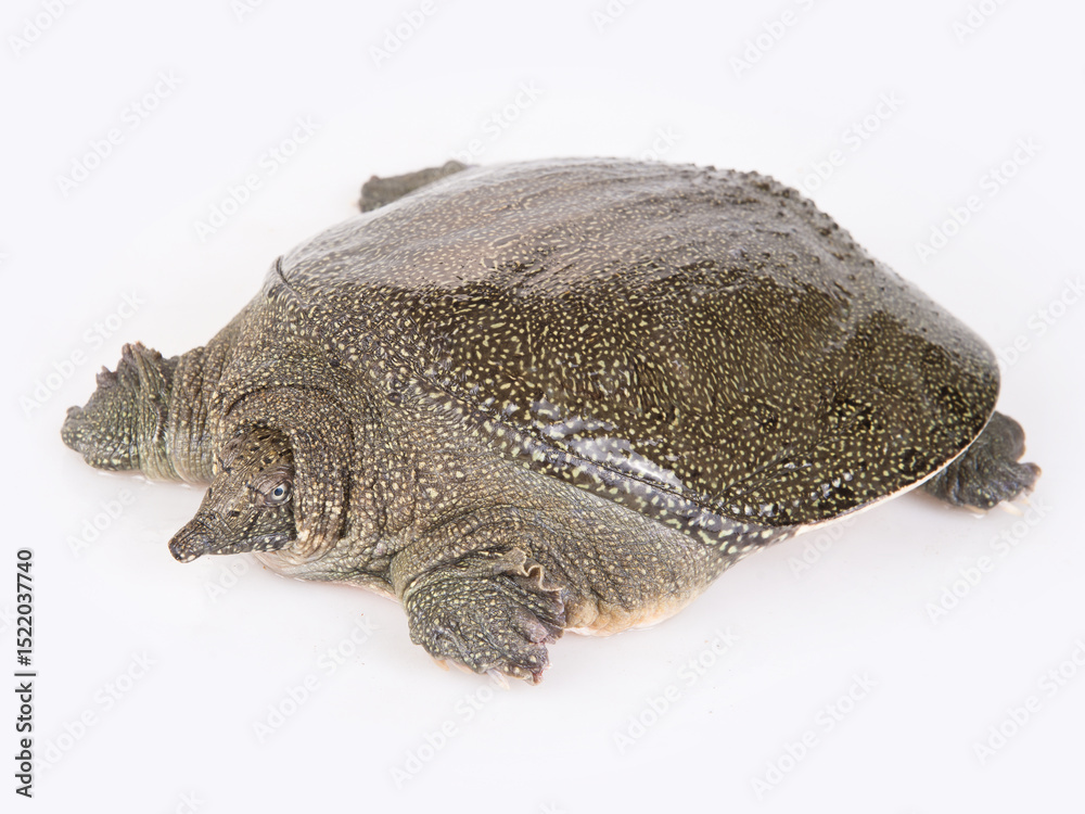 Fototapeta premium Fresh turtle