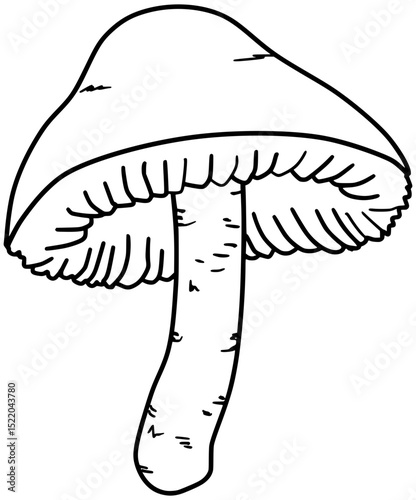 Autumn Skullcap Vector Mushroom Outline Line Art Drawing