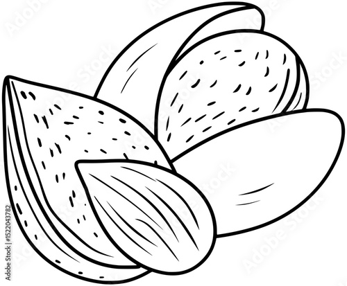 Apricot Kernel Vector Fruit Seeds Outline Line Art Drawing