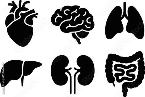 Human organs anatomy vector illustration heart brain lungs liver kidneys intestine medical diagram health 100 editable stock vector illustration