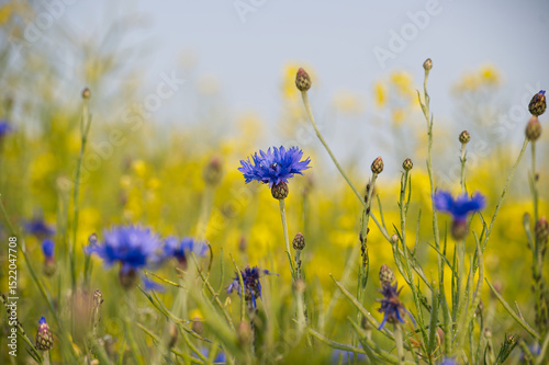 Vibrant Field of Blue Cornflowers and Yellow Wildflowers in Bloom
