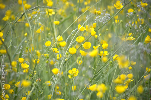 Field of Blooming Yellow Buttercup Flowers on Fresh Green Meadow