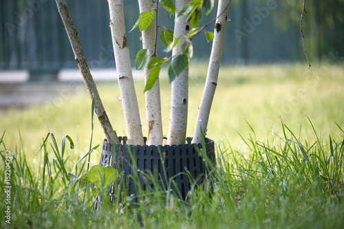 Close-Up View of Young Birch Trees Growing Outdoors Surrounded by Grass