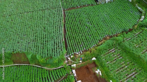 This footage showcases an aerial view of vibrant green vegetable fields, neatly arranged in rows. A greenhouse stands nearby, with workers tending to the crops in a rural setting.