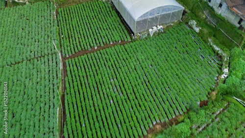 This footage showcases an aerial view of vibrant green vegetable fields, neatly arranged in rows, alongside a greenhouse in a rural setting. The camera slowly pans across the landscape.