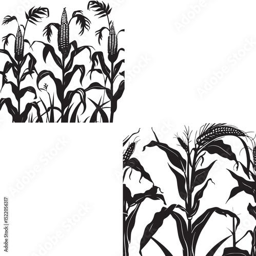 Black Silhouette growing corn with leaves vegetable harvest isolated on white background