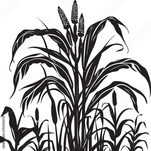 Black Silhouette growing corn with leaves vegetable harvest isolated on white background