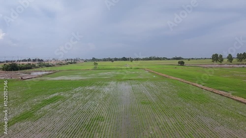 Rice fields, planting season, farmers are starting to plant rice.