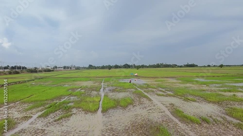 Rice fields, planting season, farmers are starting to plant rice.