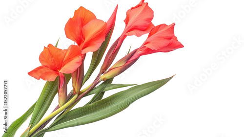 Amazon Canna indica blooming flower Transparent background, PNG