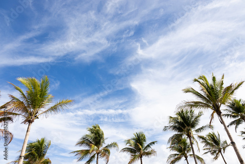 Fototapeta Naklejka Na Ścianę i Meble -  palm trees against a blue sky with clouds