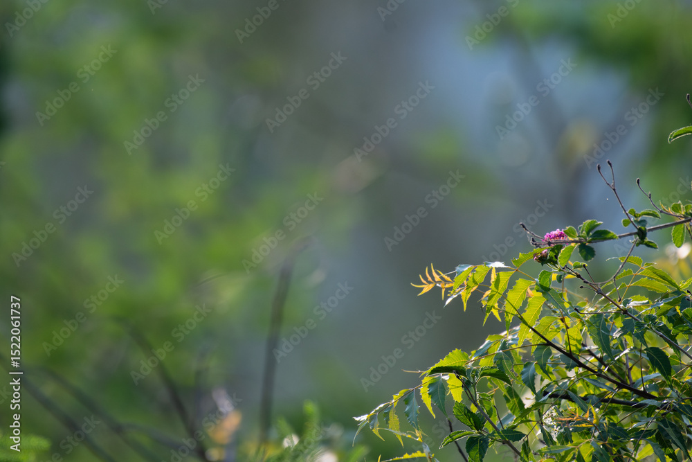 Fototapeta premium Beautiful neem tree with flower and blurred background
