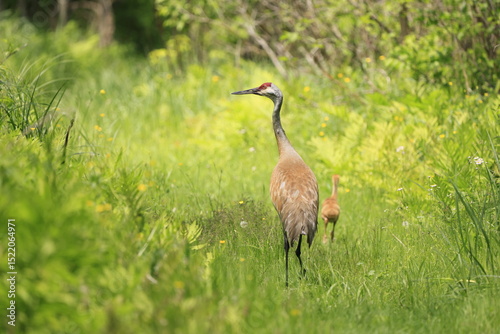 Sandhill Crane mother and babies in the swamp, Canada
