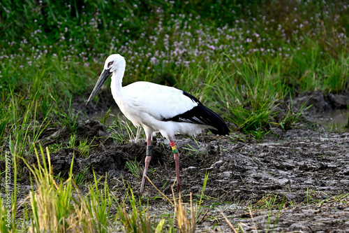 コウノトリの郷公園、そして採餌、抱卵